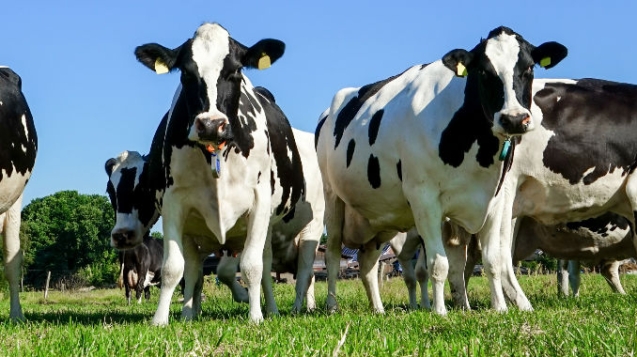 Cows in a field. Mawdsleys agriculture and farm pumps service